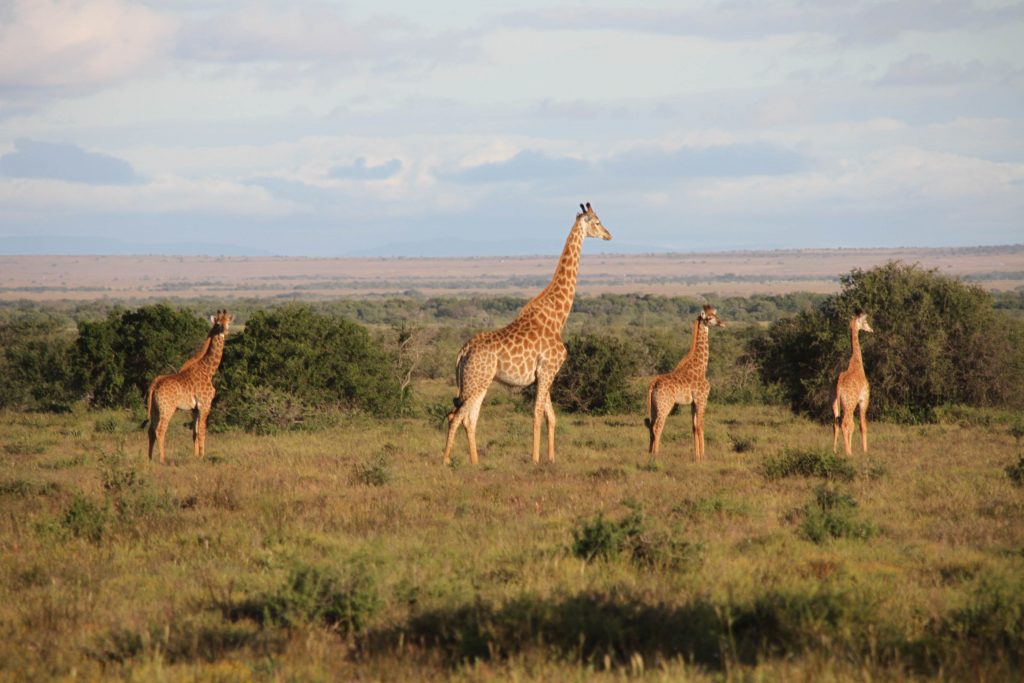 6 coisas que você precisa fazer na África do Sul Go Outside