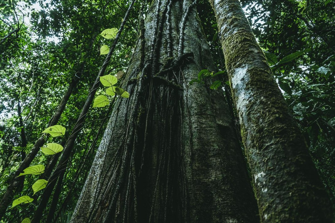 Nova plataforma traz dados inéditos sobre biodiversidade no Brasil