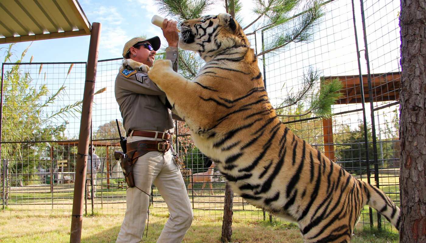 PLANET ZOO - O TIGRE das NEVES!!! (TIGRE SIBERIANO) 