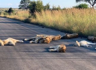 leões tiram soneca