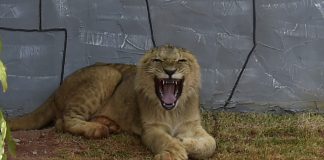 filhote de leão chega a zoológico de guarulhos