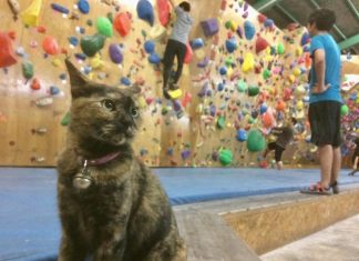 gato escalador