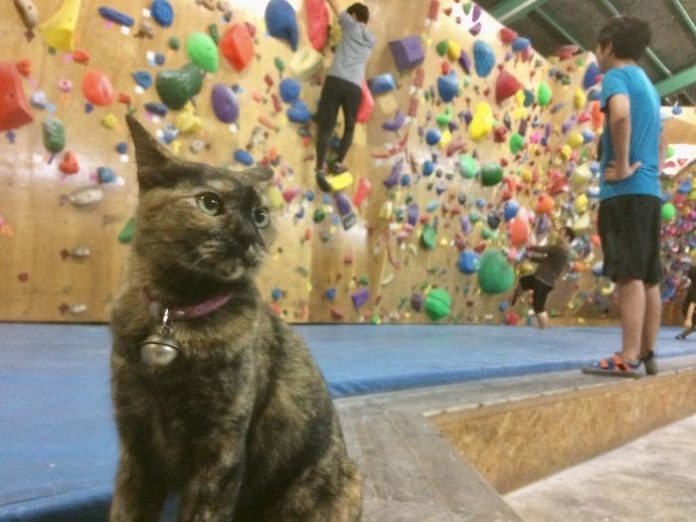 gato escalador