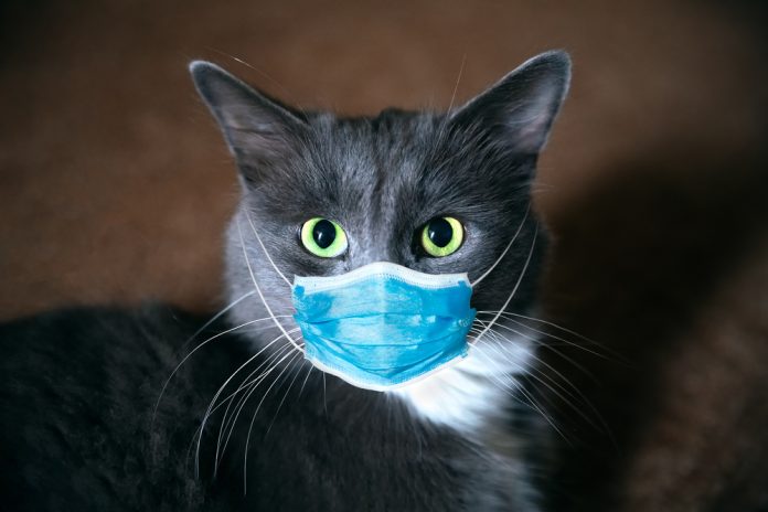 gato com coronavírus