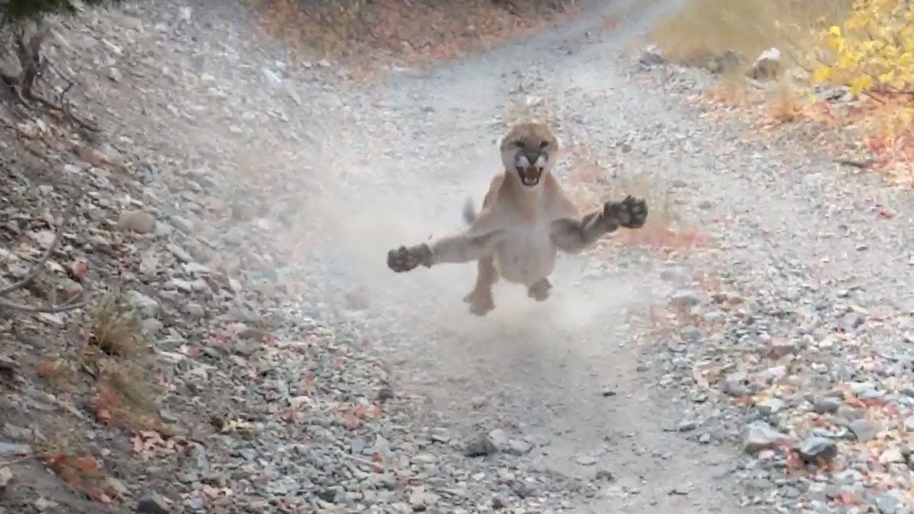 Vídeo mostra puma perseguindo um corredor em trilha nos EUA