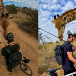 Vídeo: Girafa encara e causa medo em ciclista em trilha na África do Sul