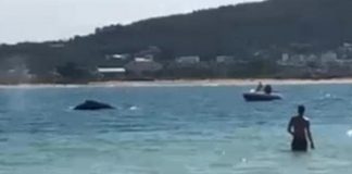 Vídeo: banhistas flagram baleia em praia de Florianópolis