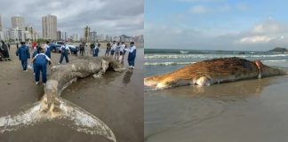 Vídeo: Baleias jubarte são encontradas mortas em praias de SP e PR