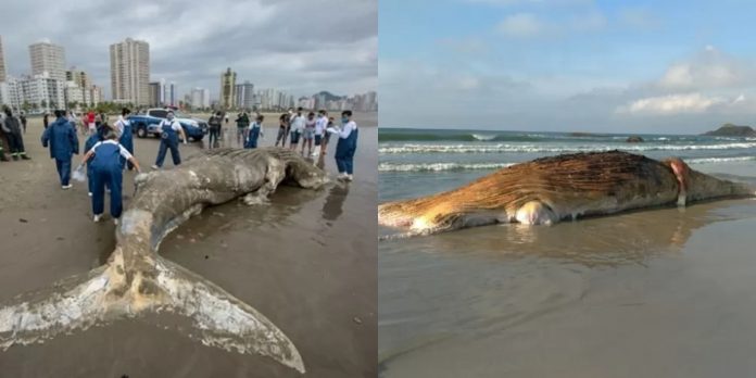 Vídeo: Baleias jubarte são encontradas mortas em praias de SP e PR