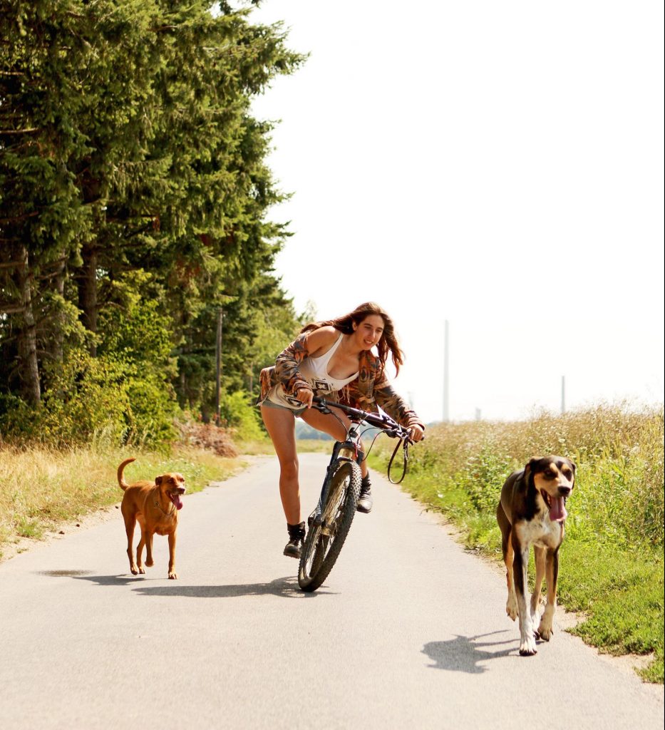 bike dogs