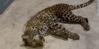 Leopardos fogem e zôo demora uma semana para dar alerta