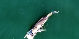 Baleia é encontrada morta presa a rede de pesca em SC