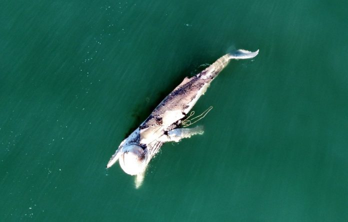 Baleia é encontrada morta presa a rede de pesca em SC
