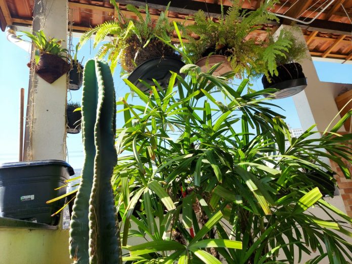 Decoração com plantas: como montar uma urban jungle?