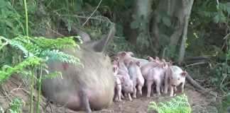 Porca grávida foge de fazenda e dá à luz em floresta da Inglaterra