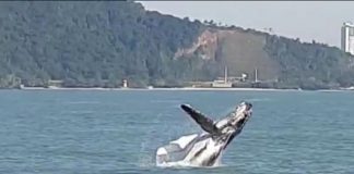 Vídeo: Velejador flagra baleia-jubarte saltando no mar em SC