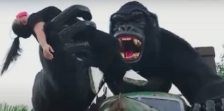 Menino que caiu de brinquedo do Beto Carrero se assustou com som emitido pelo 'Gorila'