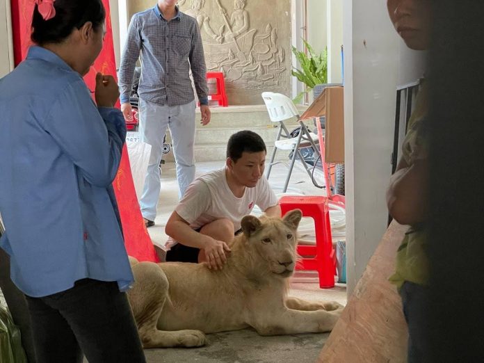 Leão criado ilegalmente em casa do Camboja é resgatado após aparecer no TikTok