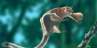 Duas novas espécies de esquilo-voador do tamanho de um gato são descobertas no Himalaia
