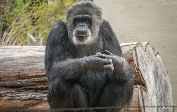 Chimpanzé macho mais velho dos EUA morre aos 63 anos