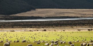 Fazendeiro da Nova Zelândia é condenado após eutanásia de 226 ovelhas