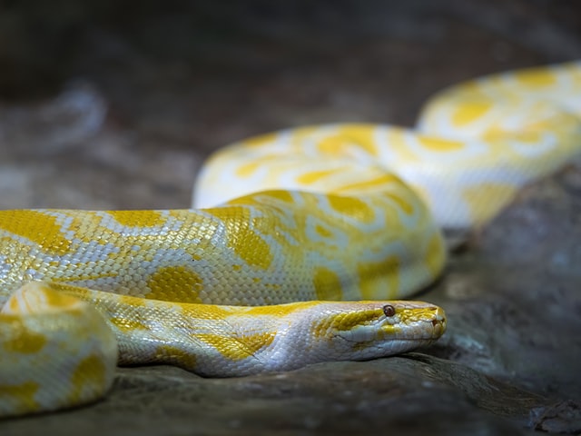 Serpente foge durante tratamento no Zoológico de Brasília