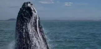 Baleia jubarte assusta turistas ao saltar perto de barco