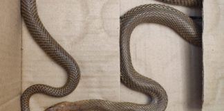 Serpente píton é retirada do Parque Nacional da Tijuca, no Rio