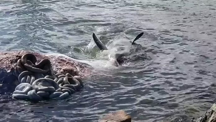 Vídeo: Tubarão branco devora baleia morta por navio