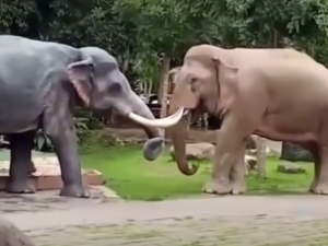 Elefante derruba estátua ao confundi-la com macho rival