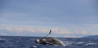 Baleias azuis voltam para a costa da Espanha depois de 40 anos