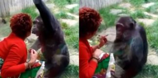Mulher é banida de zoológico por relação afetiva com chimpanzé