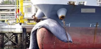 Baleia morta de 10 metros fica presa em navio