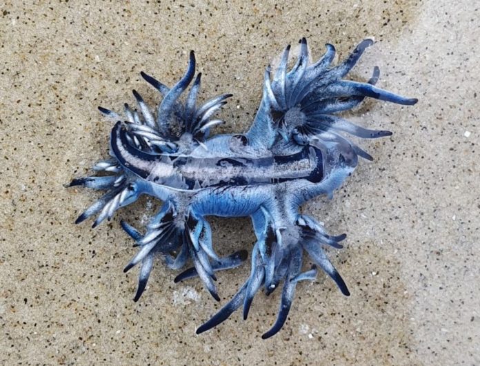 molusco 'Dragão Azul' faz aparição rara no litoral de SP e encanta banhistas