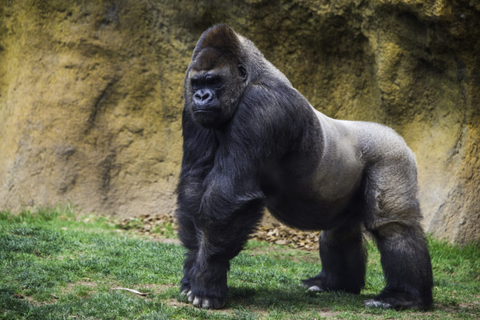 Gorilas de zoológico devem receber vacina da covid após testarem positivo