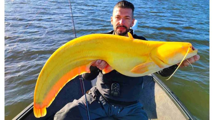 Pescador alemão captura raro bagre amarelo na Holanda