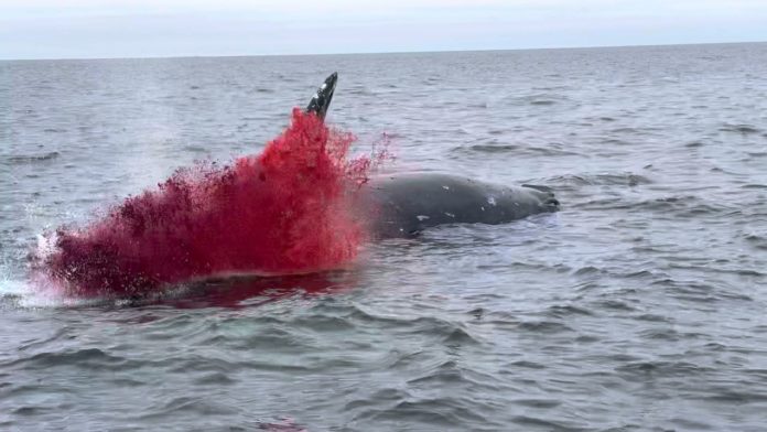 Vídeo mostra momento em que baleia morta explode
