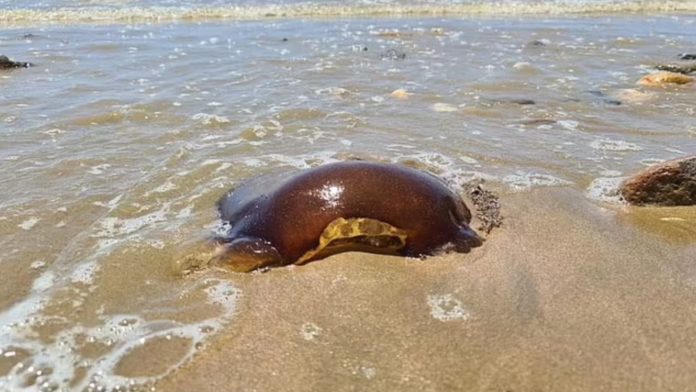 Criatura misteriosa é vista em praia da Austrália