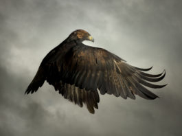 Mark Harvey exibe a beleza das aves em sua obra fotográfica