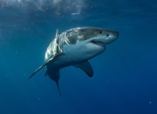 Tubarões brancos atacam humanos porque os confundem com focas
