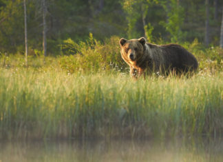 Ataque de urso no Alasca | Go Outside