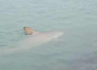 16 tubarões vistos em Balneário Camboriú desde o início do alargamento da praia