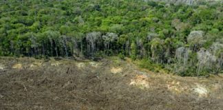 Desmatamento aumenta 22% na Amazônia, um recorde em 15 anos