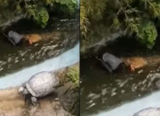Turista é atacado por crocodilo após confundi-lo com estátua e tirar selfie