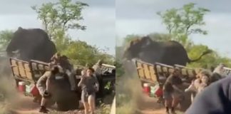 VÍDEO: Elefante louco por sexo ataca carro de safári