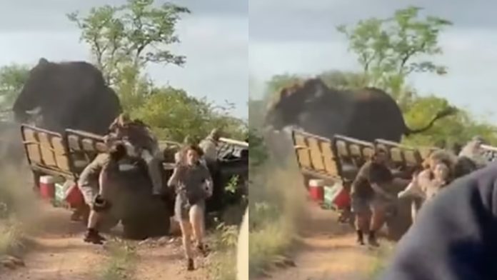 VÍDEO: Elefante louco por sexo ataca carro de safári