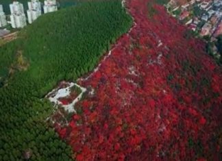 Divisão de árvores em montanha da China no outono