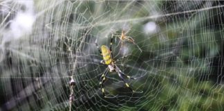 Aranhas voadoras gigantes e venenosas invadem a Geórgia