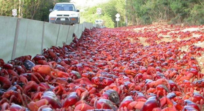 Vídeo: Cerca 50 milhões de caranguejos atravessam estrada na Austrália para acasalar
