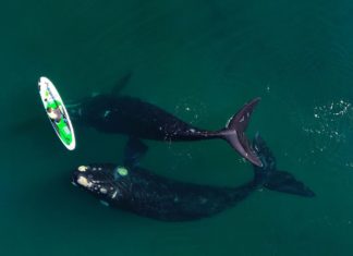 Vídeo impressionante flagra baleias interagindo com banhista em prancha